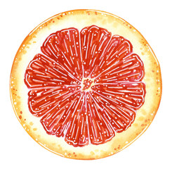 Round slice of grapefruit. Cartoon style. Hand drawn watercolor illustration isolated on white.