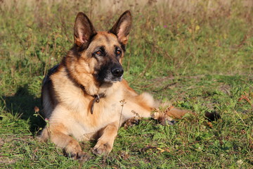 German shepherd on the grass