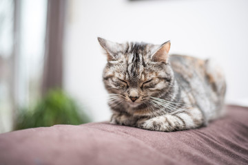 Katze ist müde bei der Fellpflege 