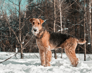 Dog  breed Airedale Terrier  standing in the snow in the sunny winter park