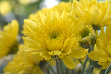 Yellow chrysanthemums flower, Chrysanthemum sp., from Thailand