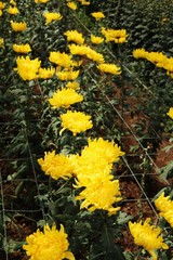 Chrysanthemums flower is beautiful in the garden