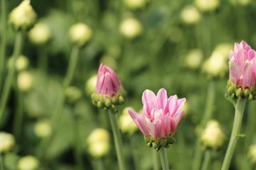 Chrysanthemums flower is beautiful in the garden