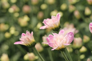 Obraz na płótnie Canvas Chrysanthemums flower is beautiful in the garden