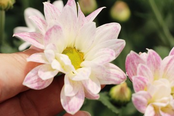 Chrysanthemums flower is beautiful in the garden