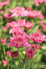 Chrysanthemums flower is beautiful in the garden