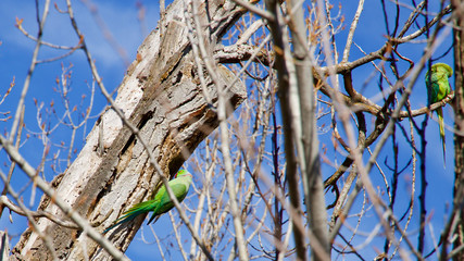 green parrot on tree