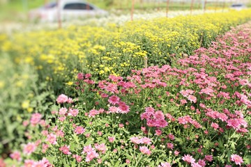 Chrysanthemums flower is beautiful in the garden