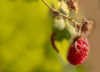 Reife Himbeere am Ast - Himbeere (Rubus idaeus)