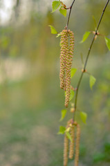 Earrings blossomed on a birch tree and blue background