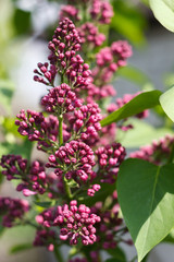 Fototapeta na wymiar lilac flower buds grow in the sun