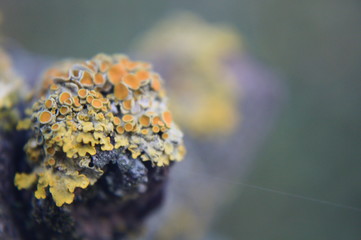 mushrooms