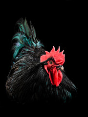 black rooster australorp (Gallus gallus) - obrazy, fototapety, plakaty