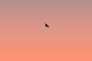 Single bird in the sky on sunrise