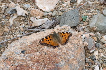 Nymphalidae / Karaağaç Nimfalisi / / Nymphalis polychloros