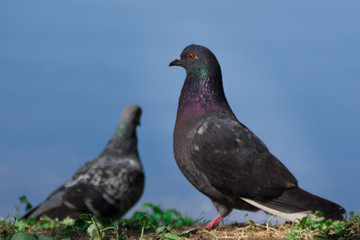 pigeon portrait against a blue backdrop