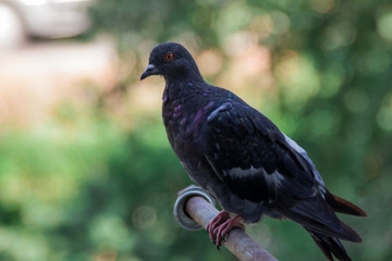 pigeon close up