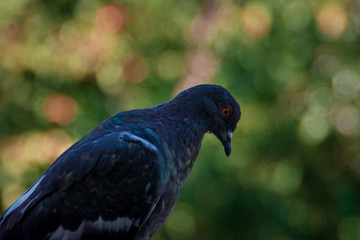 pigeon close up