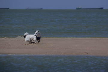 small dog on the sandy beach