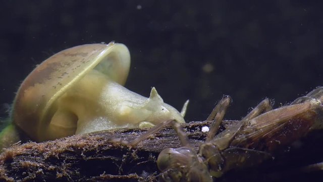 Wasserschnecke und Libellenlarve