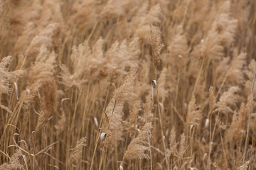 Fototapeta premium Dry reed on the lake, reed layer, cane seeds. Golden reed grass in the spring in the sun. Abstract natural background