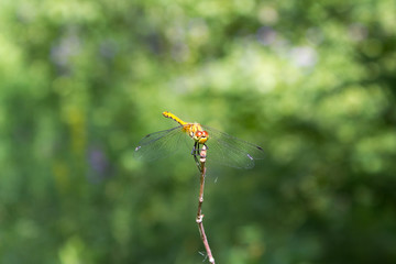 dragonfly sitting on a branch, large