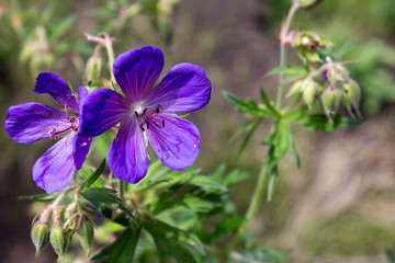 Flower campanula large. Flower Browallia speciosa large.