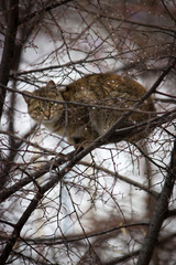  Cat sitting on the branches of a tree.