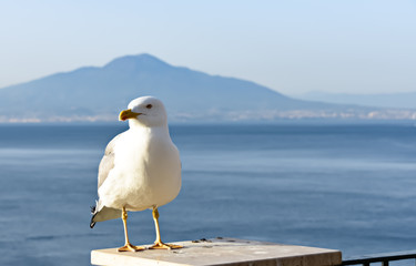 Gaviota posando con mar de fondo. 