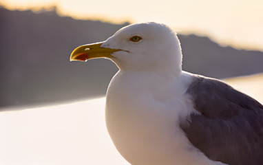 Gaviota posando con mar de fondo. 