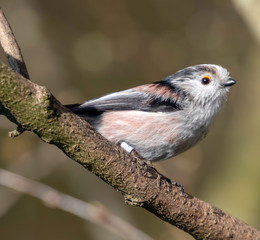 LONG TAILED TIT