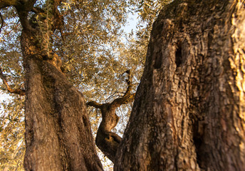 Tronchi di ulivi visti dal basso