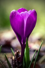 fioletowy krokus w ogrodzie