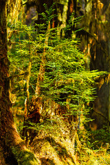 golden evening light shines on moss and nurse log