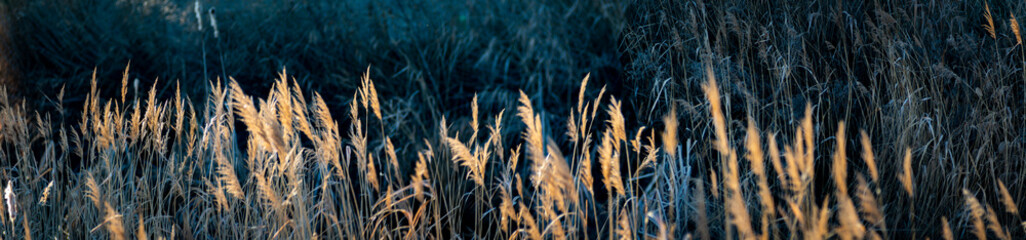 naturaleza  con   plantas  a la orilla del río