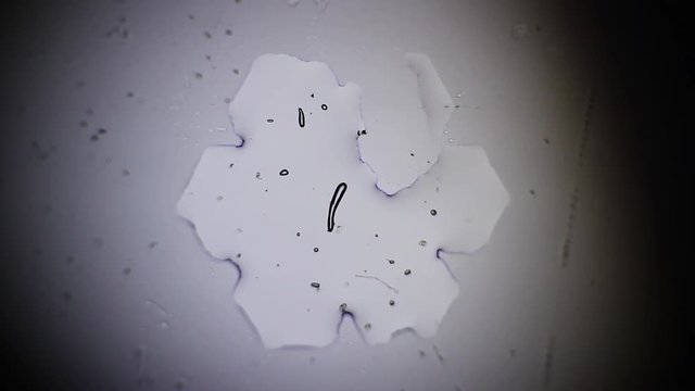 a magnificent snowflake is formed from a drop of water