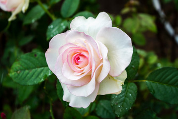 white rose flower nature background