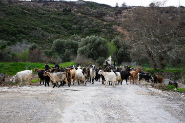Obraz premium A herd of goats moving on the road at spring