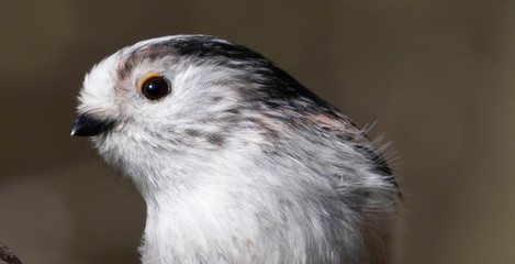 LONG TAILED TIT