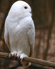 Snow owl 