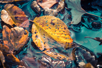 Leaf in the Water