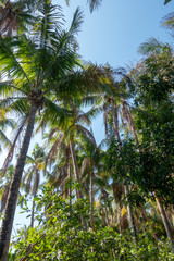 Isla Iguana Forest