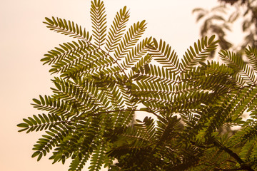 leaf plant nature background