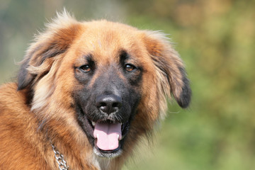 Kopf eines Hundes der hechelt auf einer Wiese