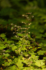 delicate white wildflowers growing in late summer