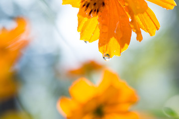 yellow flower with drops of water