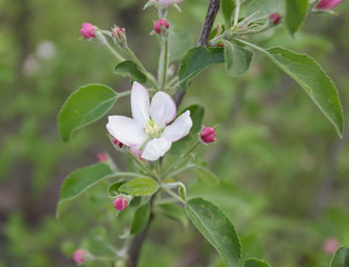 spring flowers