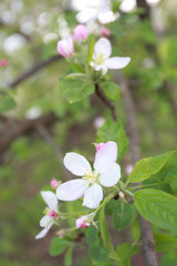 spring flowers