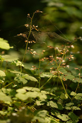 spiderwebs form on small wildflowers in late summer