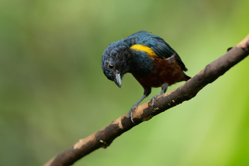 Ferro velho (Euphonia pectoralis)